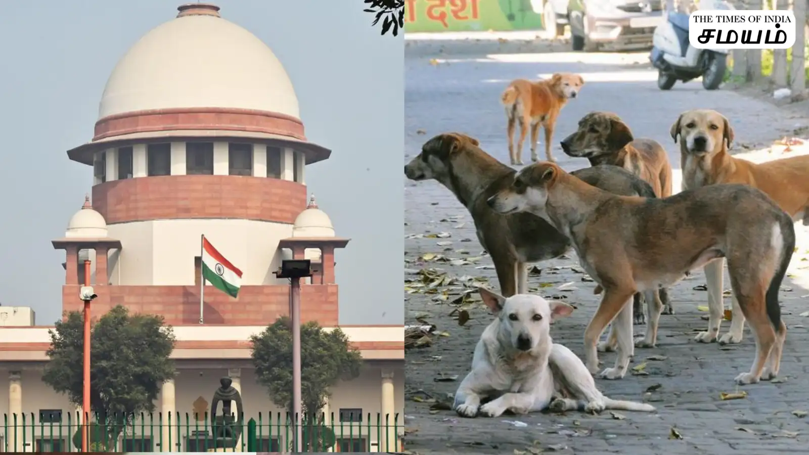 தெருநாய்களுக்கு பொதுவெளியில் உணவு வழங்க தடை- உச்ச நீதிமன்றம் அதிரடி உத்தரவு! 