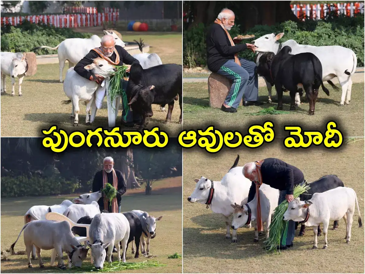 Punganuru Cows,PM Modi: చిత్తూరు జిల్లా పుంగనూరు ఆవులను పెంచుకుంటున్న ...