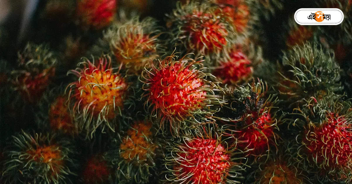 Rambutan Fruit : রামবুটান চাষে ফিরতে পারে ভাগ্য – tufanganj farmers are showing alternative income in rambutan cultivation