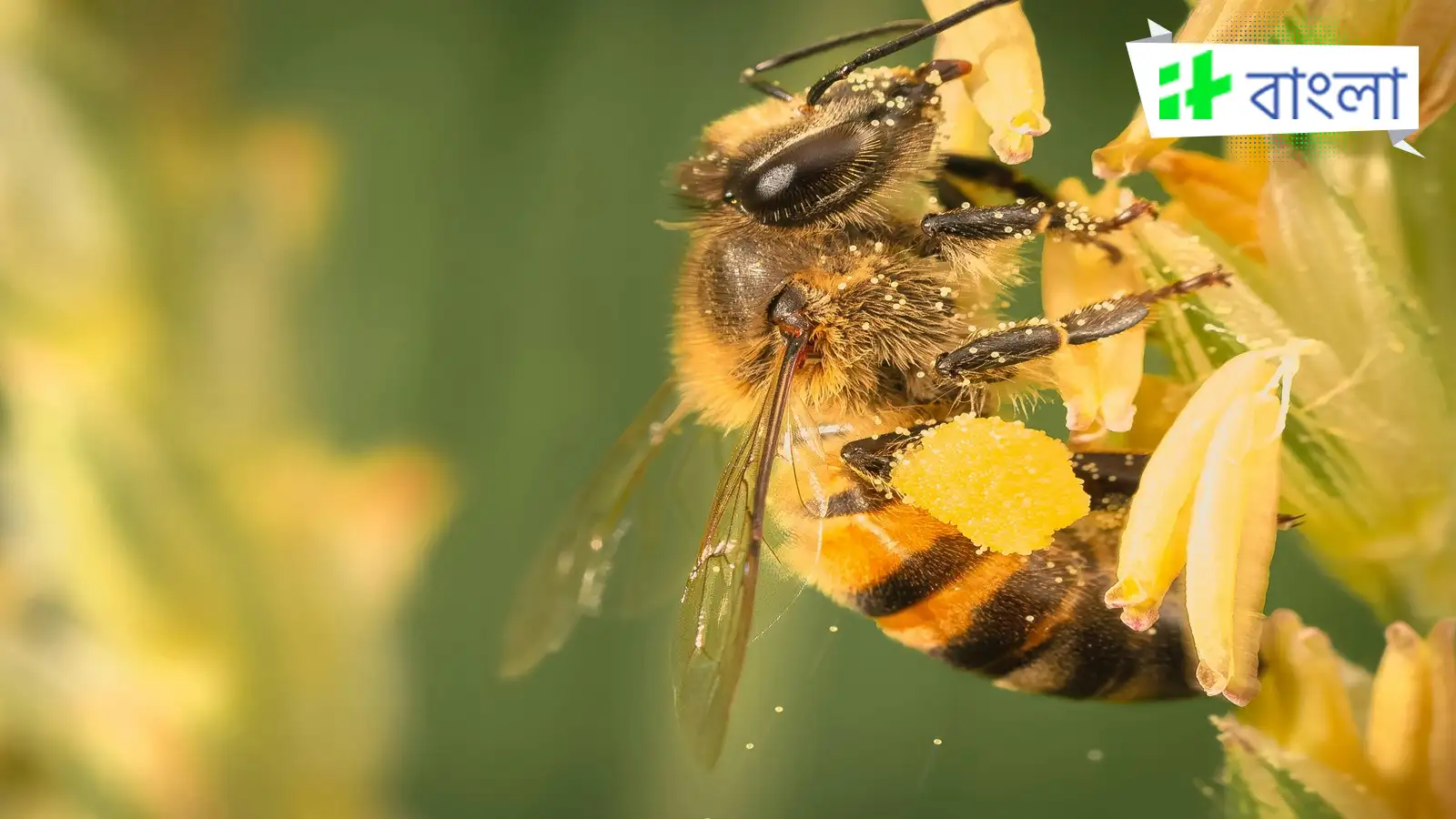 Bee Attack,হরিয়ানা রাজ্য সচিবালয়ে মৌমাছির হানা! ২ সিআইএসএফ জওয়ান সহ ...