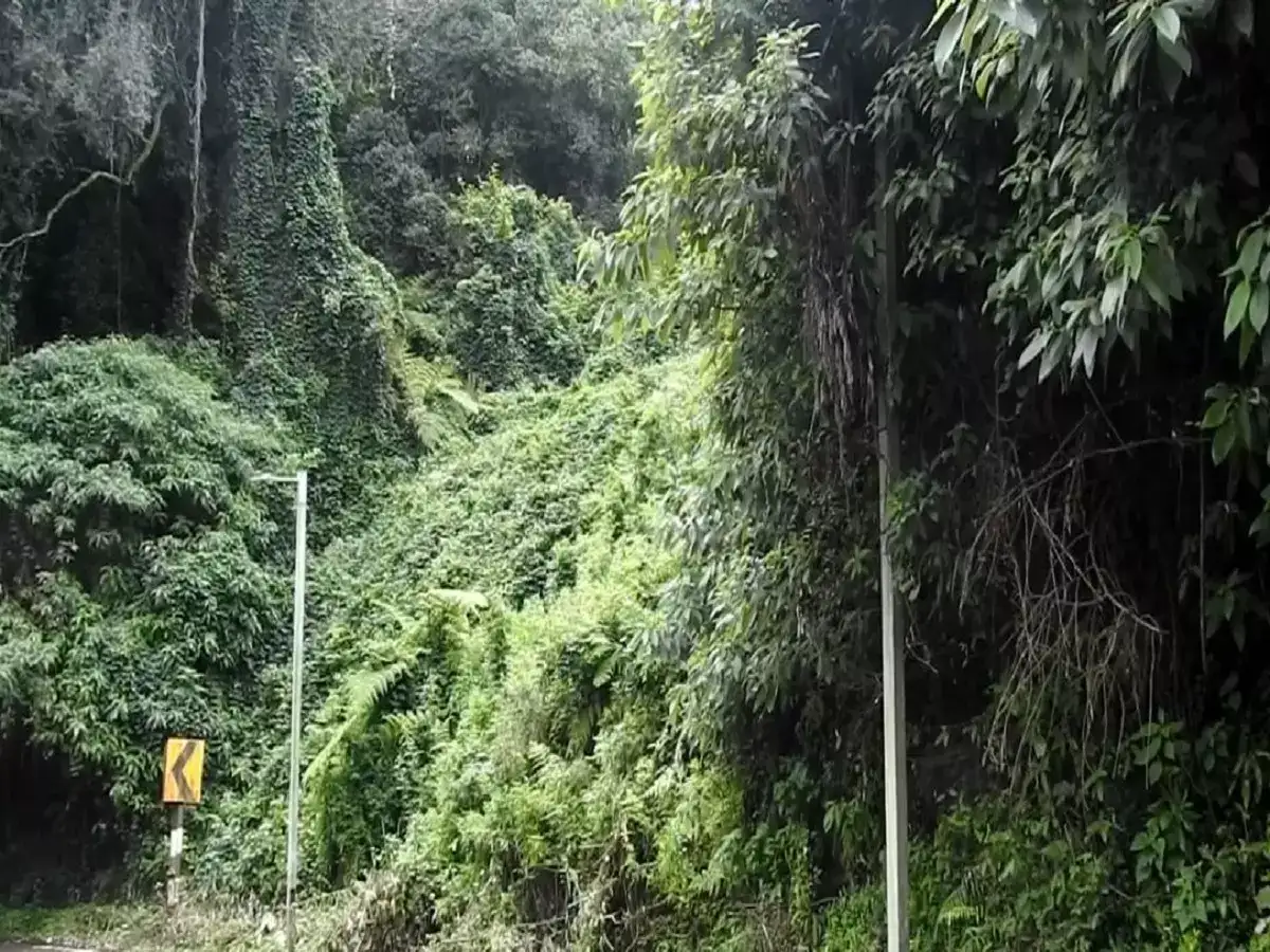 கொடைக்கானல்: பாம்பார்புரம் பிரதான சாலையில் தெருவிளக்குகள் சேதம்! 