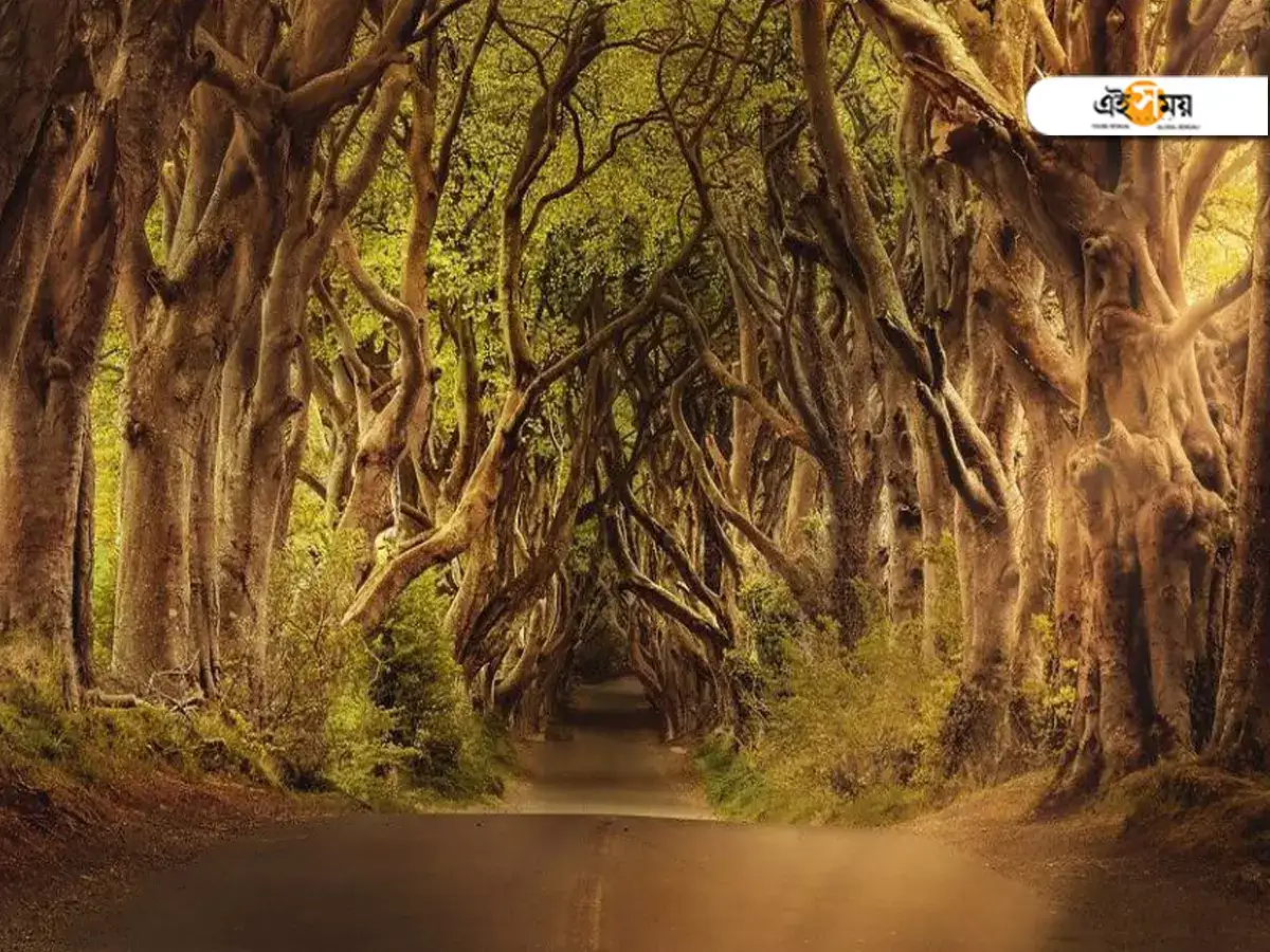 ম্যানচিনিল গাছটি: পৃথিবীর মরণঘাতি সৌন্দর্য!