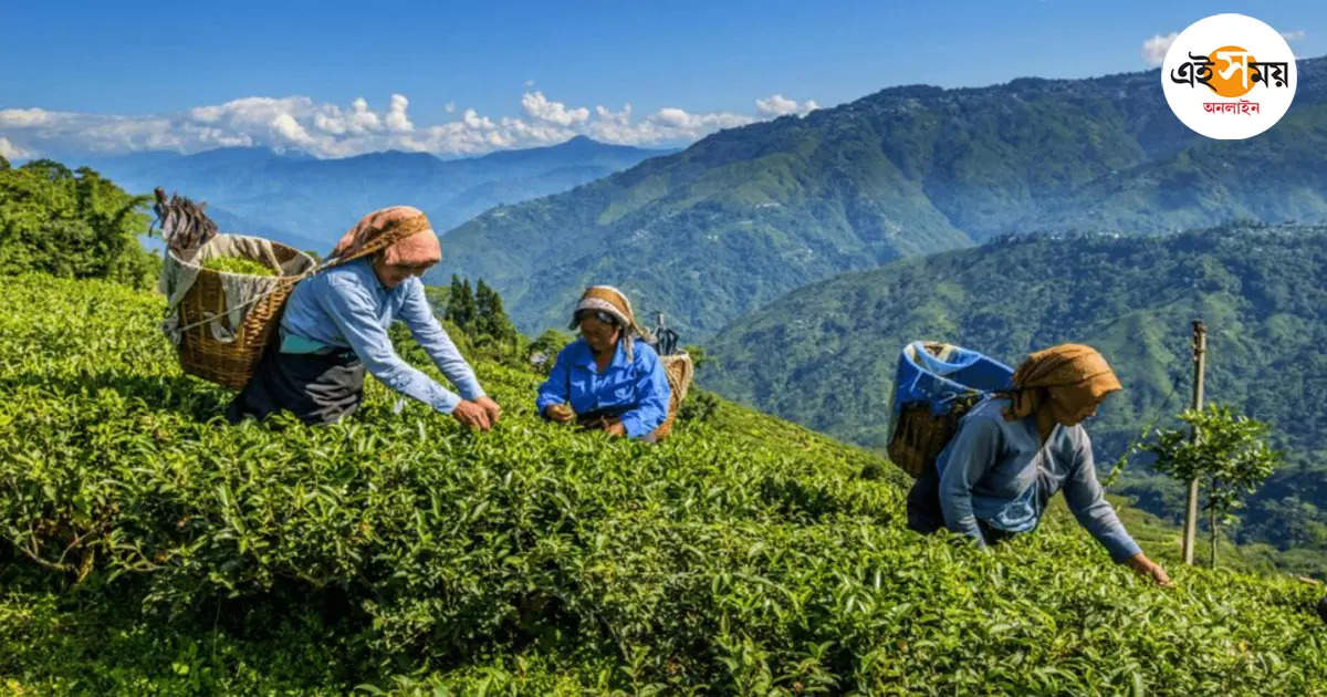 Darjeeling Tea Garden,পাহাড়ে ১২ ঘণ্টা বনধের ডাক চা শ্রমিকদের, সমর্থন হামরো পার্টি-বিজেপির – darjeeling tea workers union called for 12 hours strike on monday