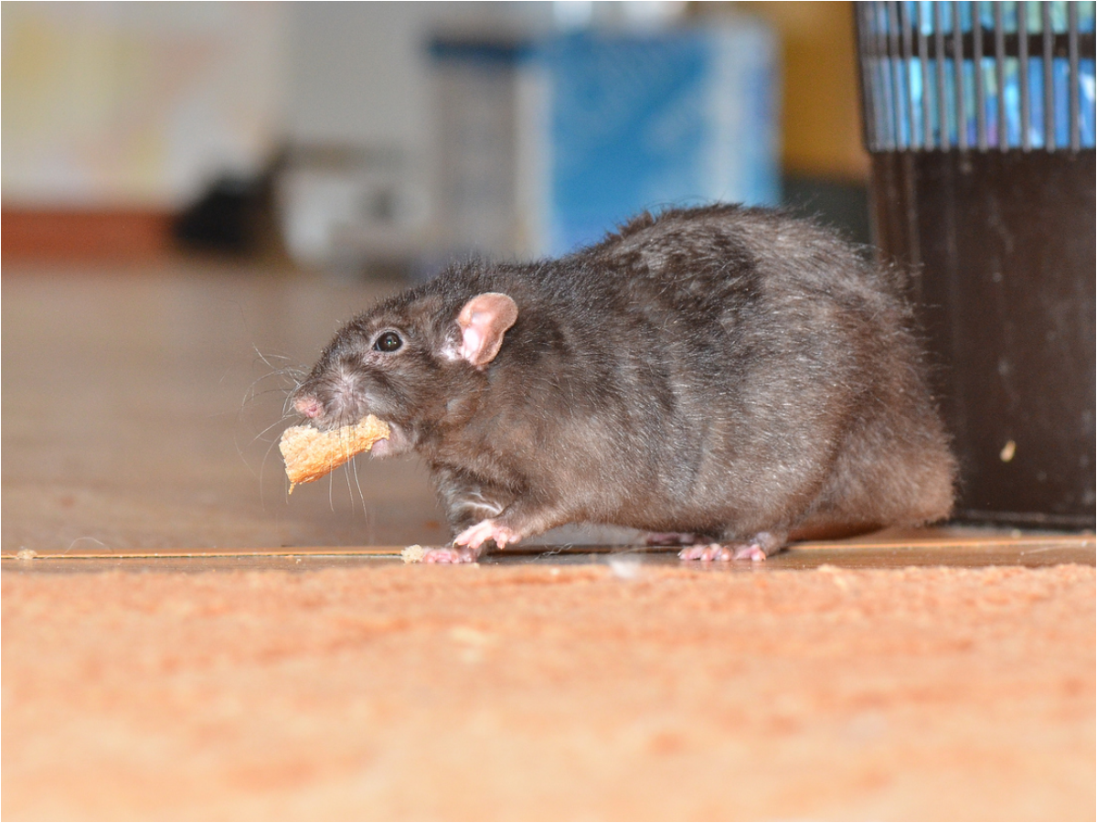 Are there mice in your house?  Drive now or else these diseases can spread