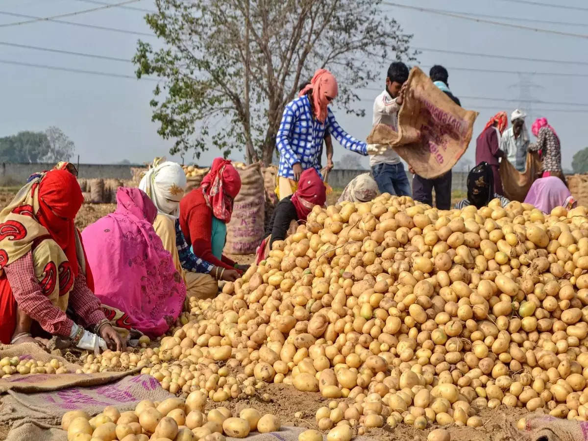 Himachal Farmers: आलू की फसल का नहीं मिल रहा उचित दाम, किसानों के माथे पर  खींची चिंता की लकीरें - himachal farmers in tension not getting reasonable  price for potato - Navbharat Times