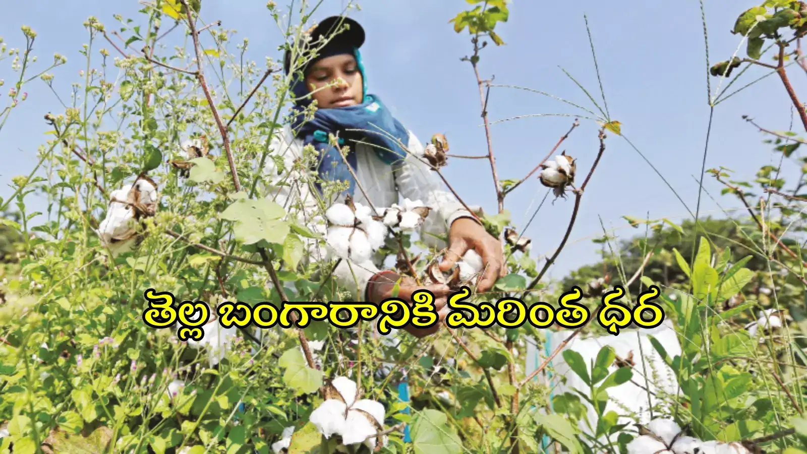 అన్నదాతకు తీపి కబురు.. పెరగనున్న ధరలు, క్వింటా రూ.7,600 పైగానే..