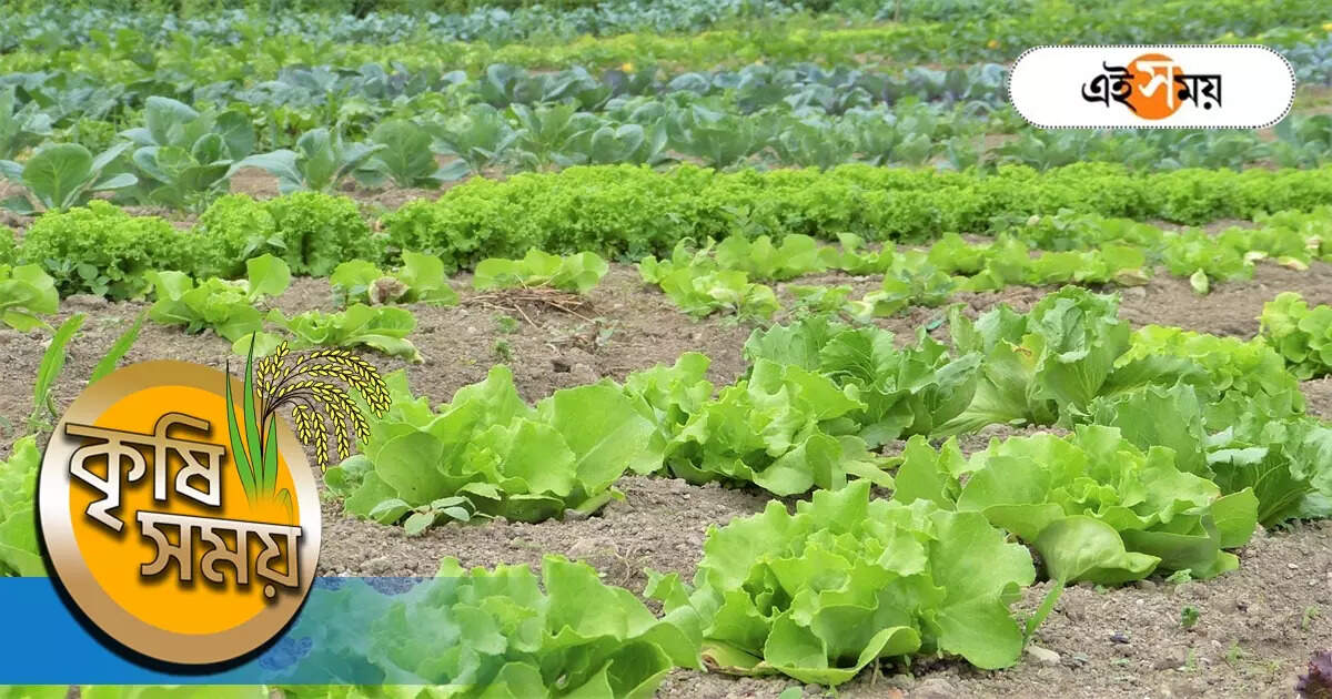 Organic Farming In India: জৈব পদ্ধতিতে বিভিন্ন শাকসবজির বীজ তৈরি করে ফ্রান্সে রফতানি, বিপুল আয়ের দিশা দেখাচ্ছে রায়গঞ্জ – raiganj organisation showing new path of income through organic farming