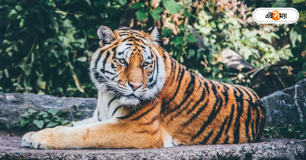 Royal Bengal Tiger : ষাঁড়কে তাড়া করে গ্রামের রাস্তায় বাঘ – before winter tigers fear again in sundarbans localities