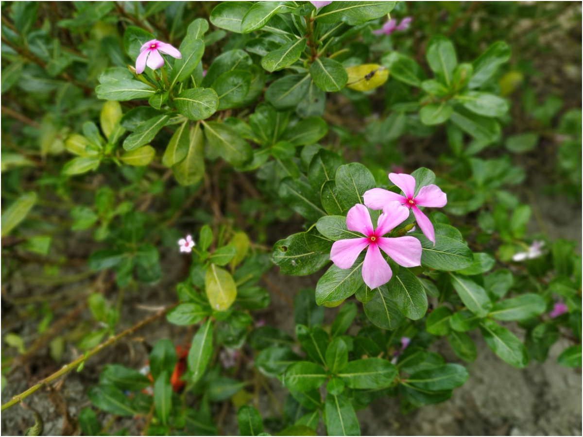 Sadapuppa is best for people with diabetes and cholesterol