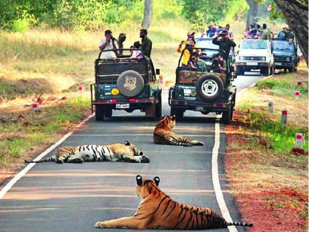 चंद्रपूरातील वाघांची ‘सह्याद्री’त डरकाळी! ८ वाघांचे लवकरच स्थलांतर होण्याची शक्यता