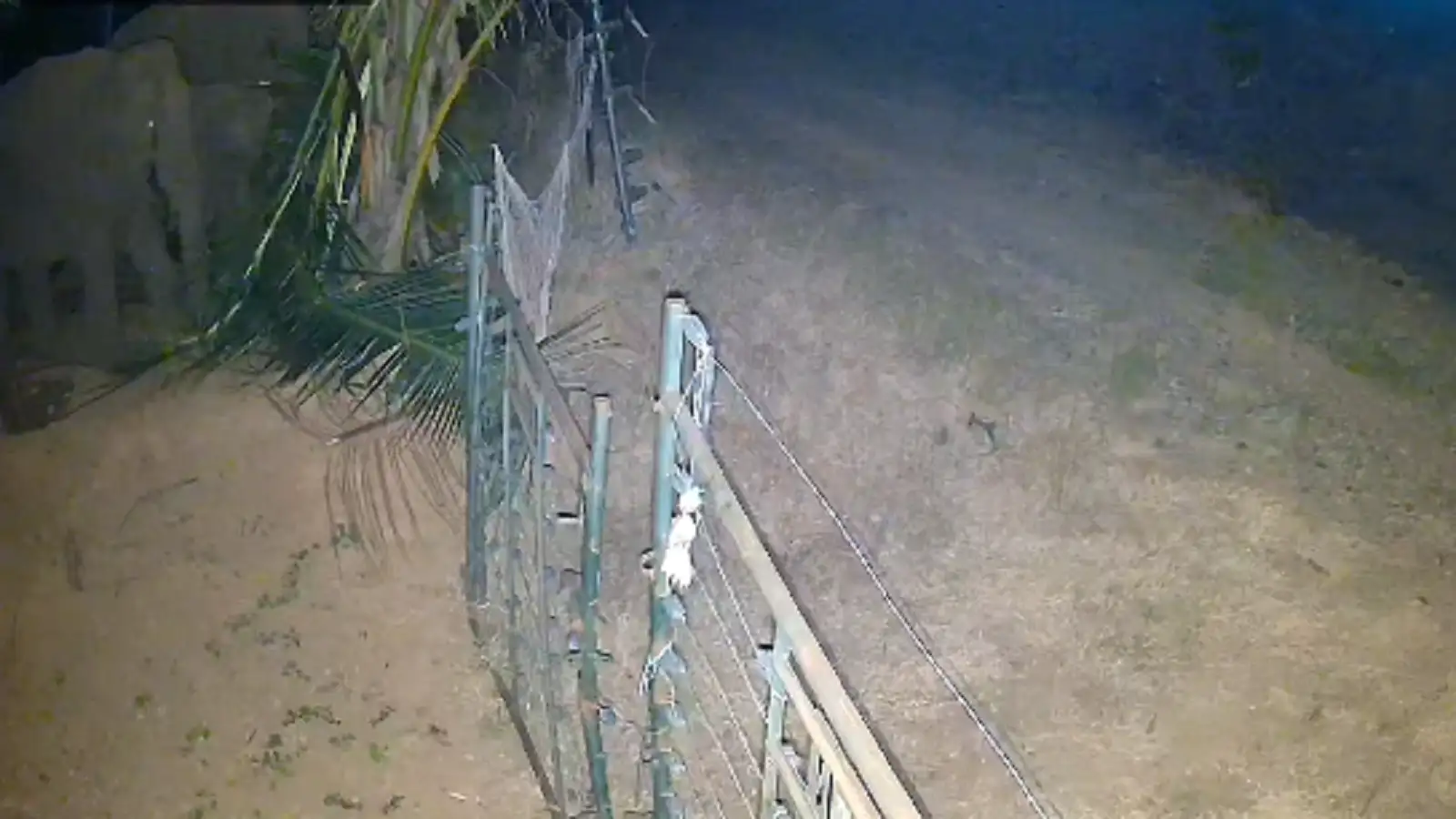 மேட்டுப்பாளையம் அருகே காட்டு யானைகள் அட்டகாசம்..... நடவடிக்கை எடுக்க விவசாயிகள் கோரிக்கை! 