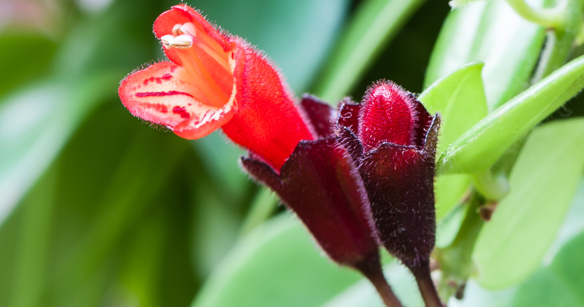 Do you also want to plant a lipstick plant, then plant and take care of it like this