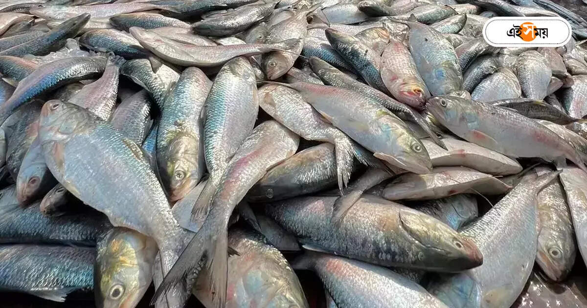 Hilsa Fish : জালে কিন্তু ইলিশ উঠছে না, ফের দুশ্চিন্তায় মৎস্যজীবীরা – hilsa fish is not rising net diamond harbour fishermen are worried