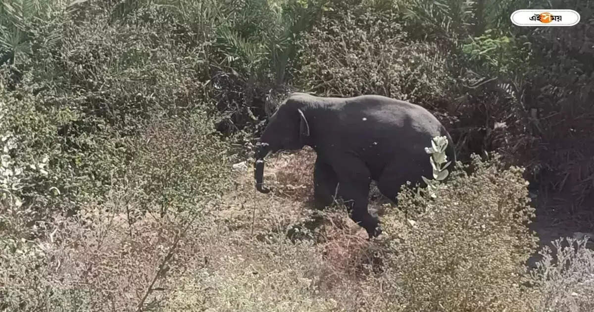 Elephant Attack : হাতির ‘অনুপ্রবেশ’ নিয়ে ‘হাতাহাতি’ ঝাড়খণ্ড ও বঙ্গের – forest minister jyotipriya mallick claimed that there was a deliberate pushback of sick and rabid elephants from one state to another
