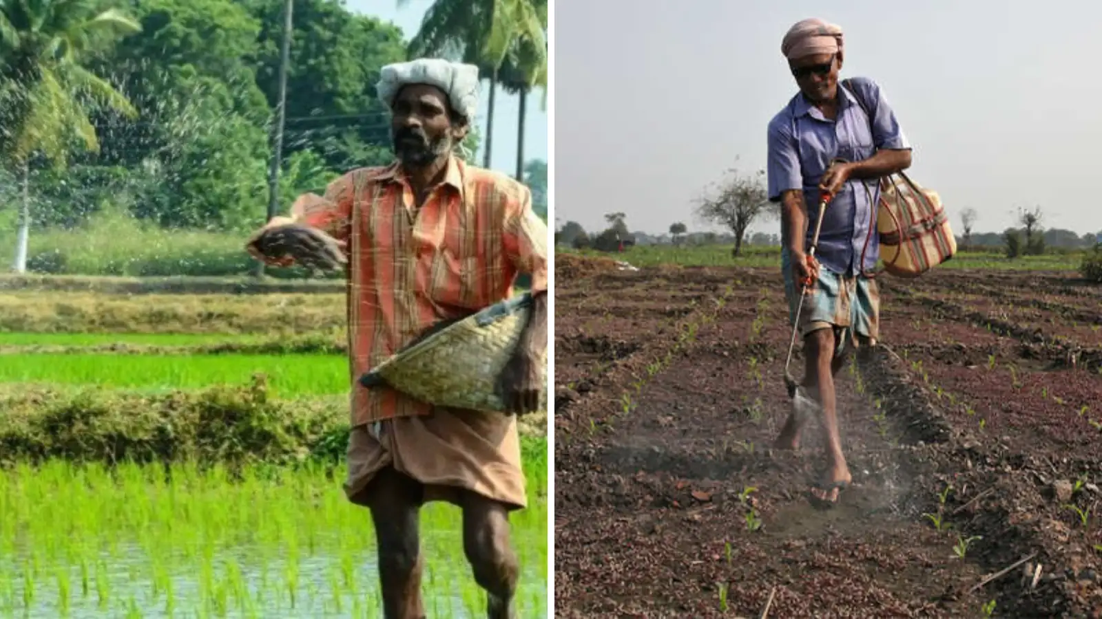 விவசாயிகளுக்கு மகிழ்ச்சியான செய்தி.. குறைந்தபட்ச ஆதரவு விலை நிர்ணயம்! 