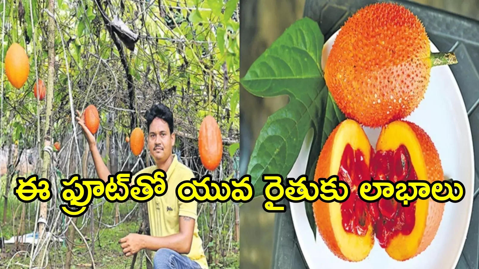 పోలవరం: ఈ ఫ్రూట్ ధర కేజీ రూ.500.. భారీ లాభాలు, యువ రైతు సక్సెస్ స్టోరీ