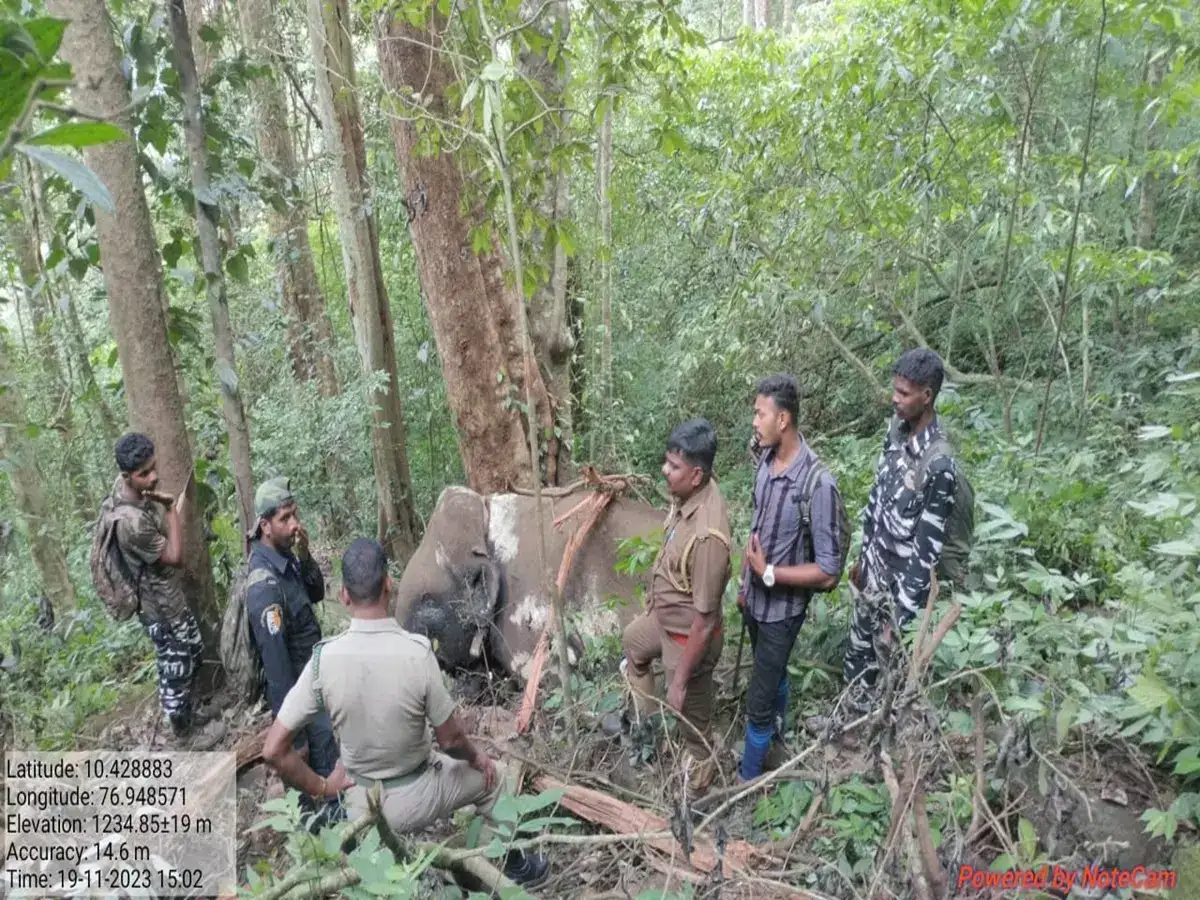 கோவையில் பிடிக்கப்பட்ட மக்னா யானை உயிரிழப்பு! சமூக ஆர்வலர்கள் அதிர்ச்சி..! 