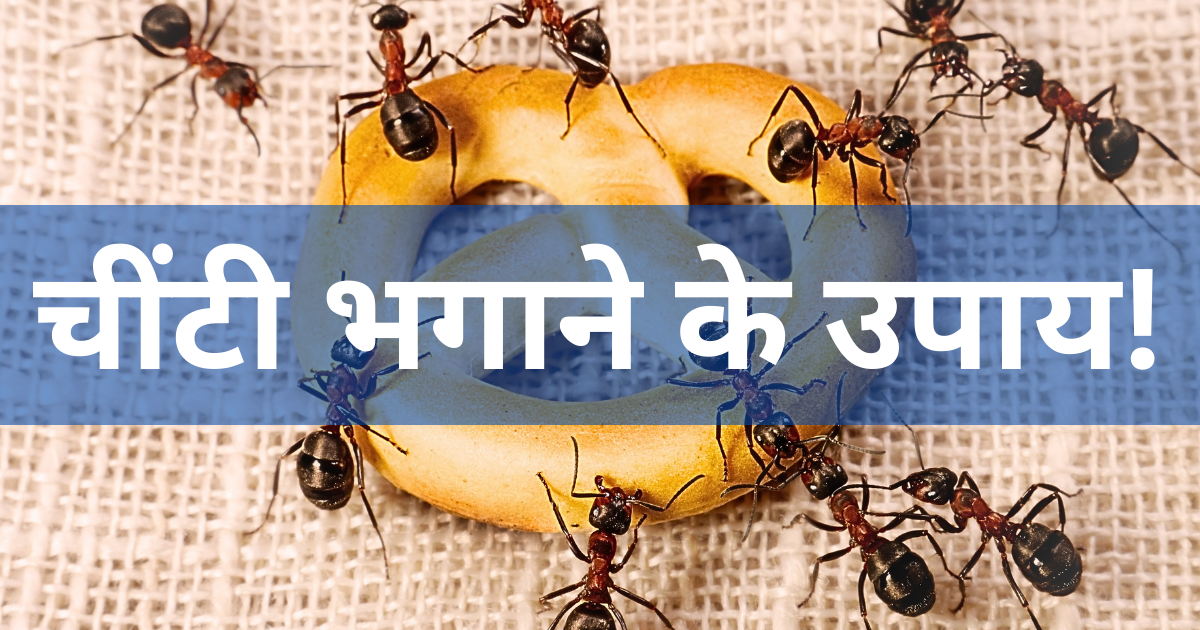 Red Ants: का खात्मा! घर पर बनाएं सुपर स्प्रे 6 Red Ants