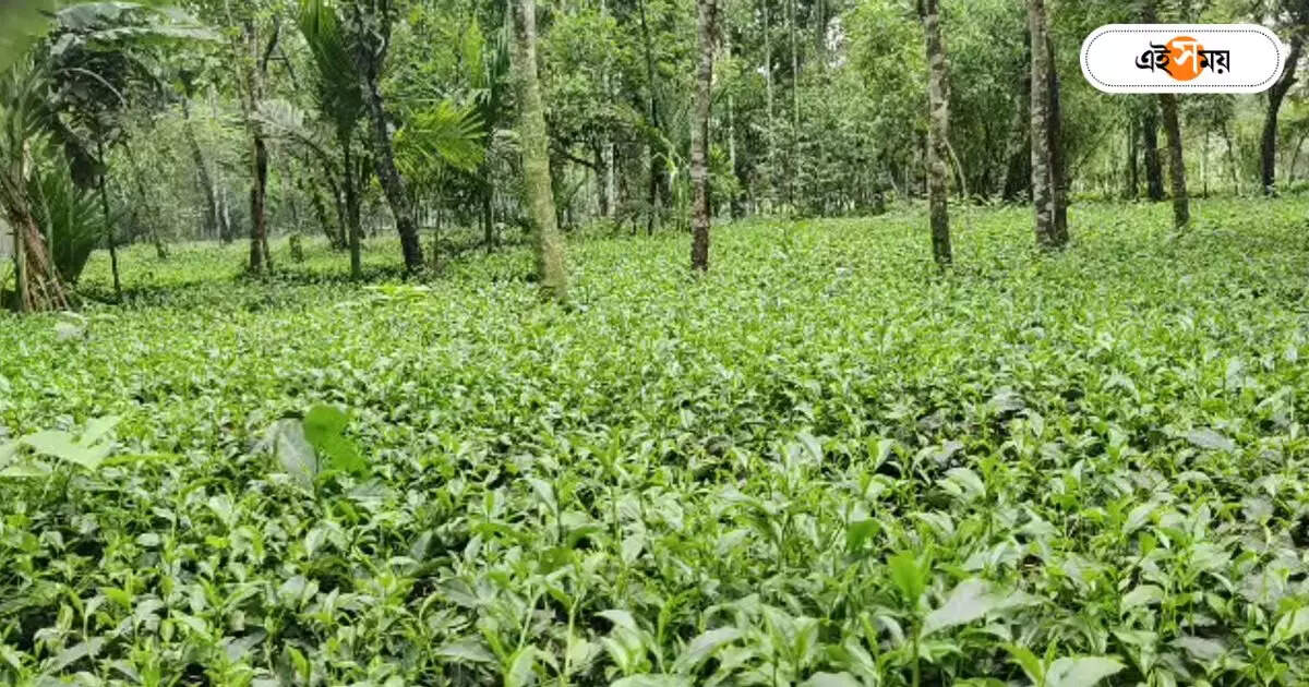 Uttar Dinajpur Assault : শৌচকর্ম করতে যাওয়ার সময় অনুসরণ! শ্রমিকের মুখে কাপড় গুঁজে ধর্ষণের চেষ্টা চোপড়াতে – youth allegedly tried to rape tea garden worker in uttar dinajpur