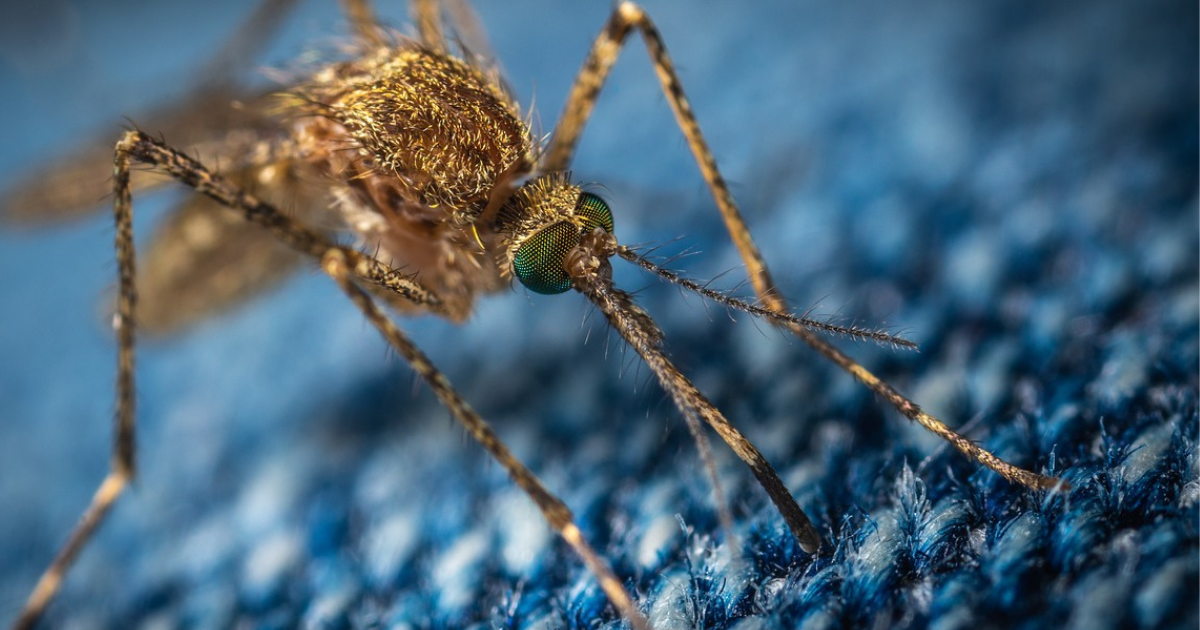 Wearing such clothes can cause dengue, mosquitoes will bite badly, start this work immediately