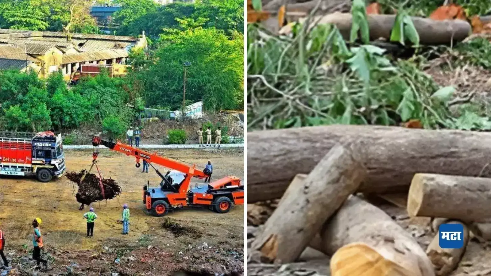 वडाळा-गेट वे मेट्रोसाठी 2200 झाडांवर कुऱ्हाड, परिणाम मूल्यांकन अहवाल नागरिकांच्या आक्षेपासाठी खुला वडाळा-गेट वे मेट्रोसाठी 2200 झाडांवर कुऱ्हाड, परिणाम मूल्यांकन अहवाल नागरिकांच्या आक्षेपासाठी खुला