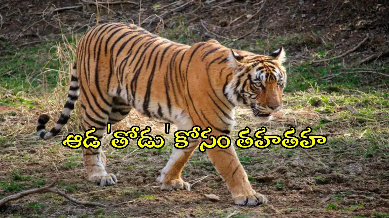 ఆడ 'తోడు' కోసం 'టైగర్ జానీ' అలుపెరగని ప్రయాణం.. మహారాష్ట్ర నుంచి తెలంగాణకు 340 కి.మీ ప్రేమయాత్ర..!