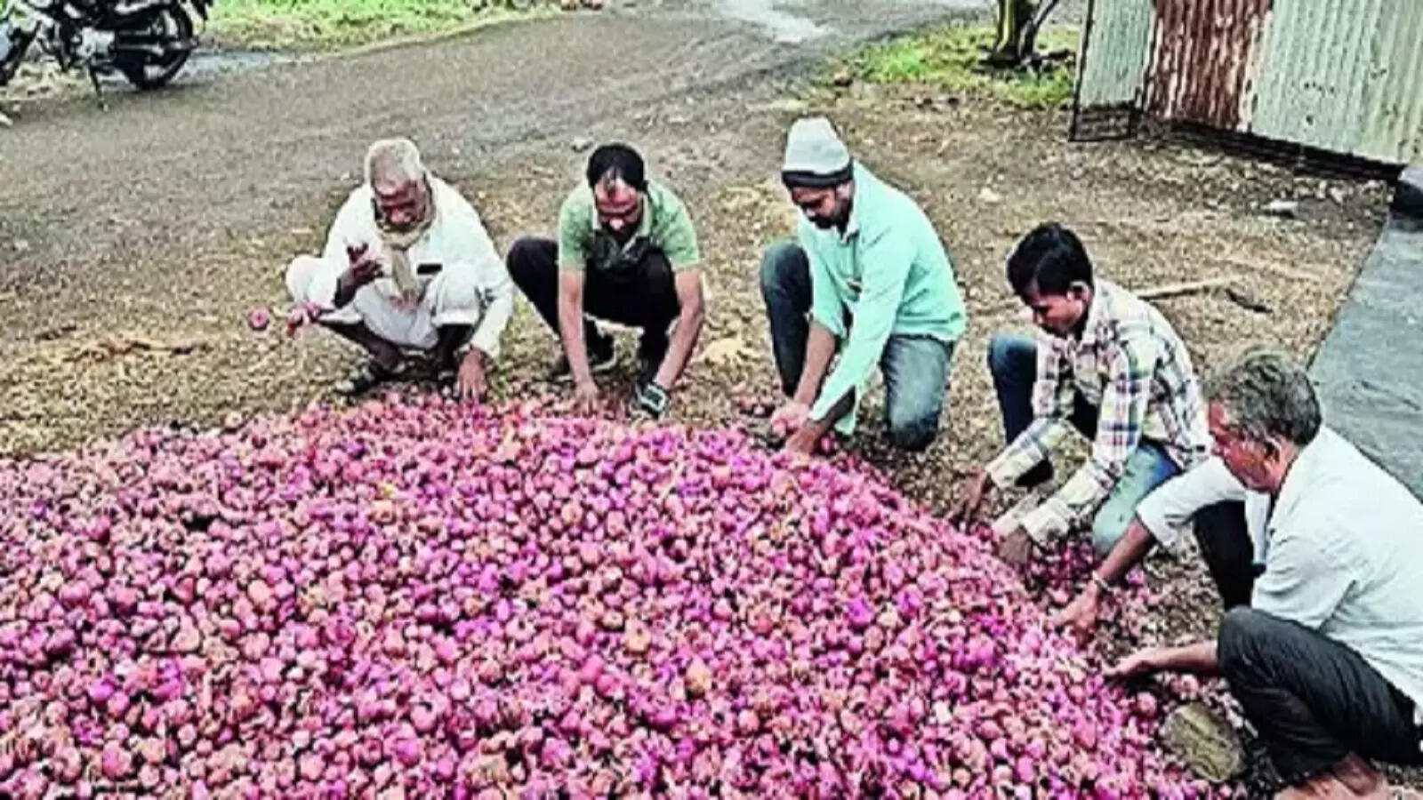 रब्बीच्या पिकांवर ‘संक्रांत’; येवला तालुक्यात कांदा, मका, गहूचे अवकाळी पावसाने नुकसान, बळीराजा हवालदिल