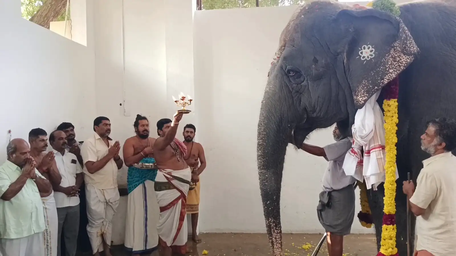 ஒரு மாத காலத்திற்கு பிறகு கம்பீரமாக நடைபயிற்சி மேற்கொண்ட கோவில் யானை தெய்வானை! 