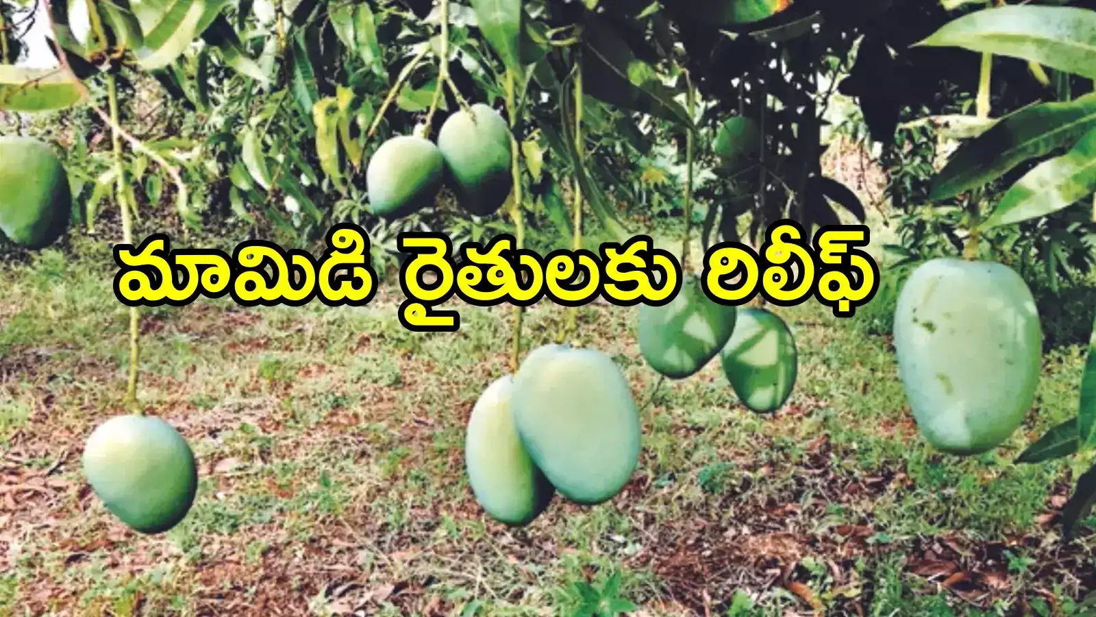 ఏపీలో మామిడి రైతులకు భారీ ఊరట.. ప్రభుత్వం కీలక నిర్ణయం