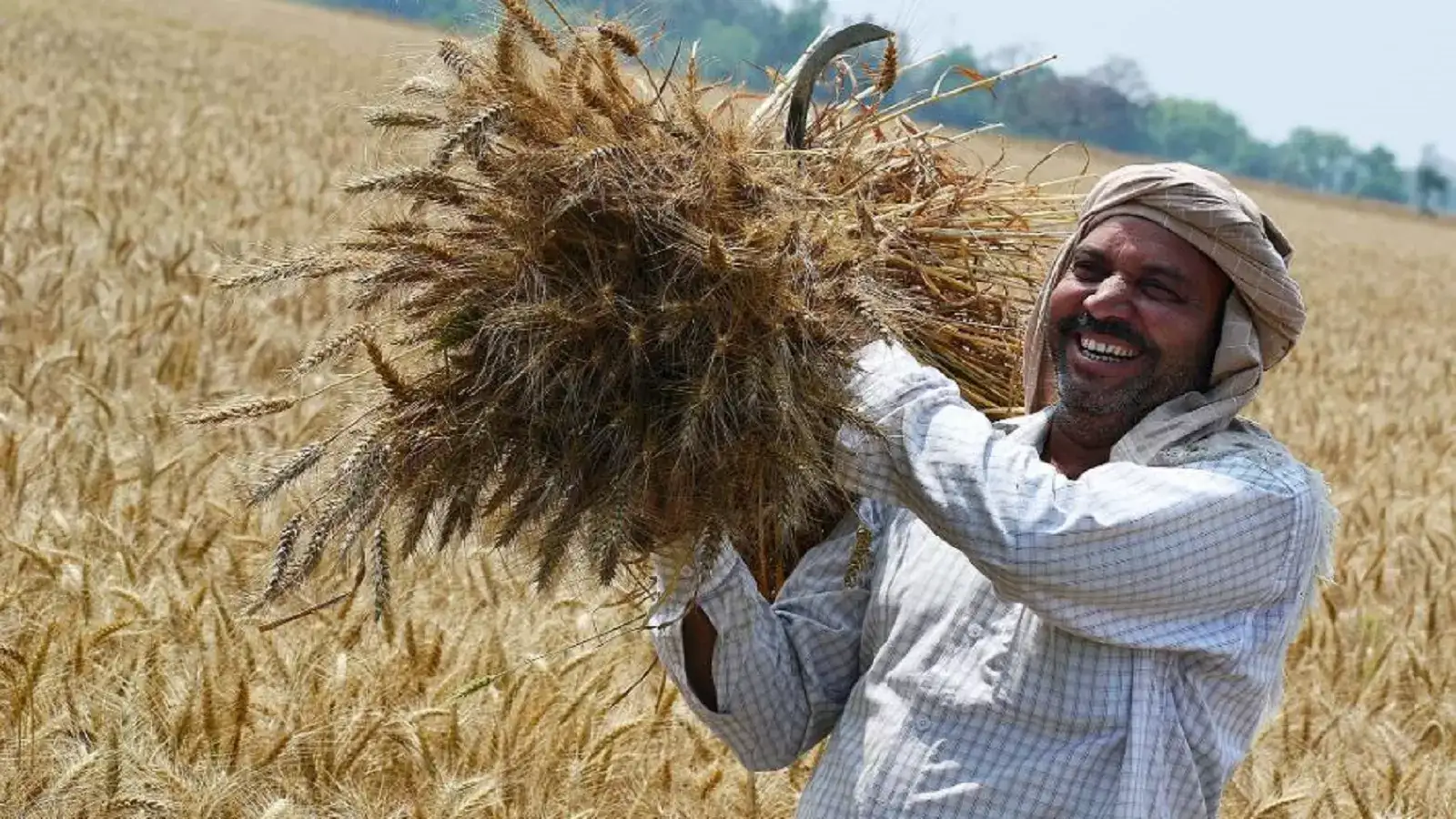 கோதுமை விவசாயிகள் மகிழ்ச்சி.. கொள்முதலில் பட்டையை கிளப்பும் அரசு! 