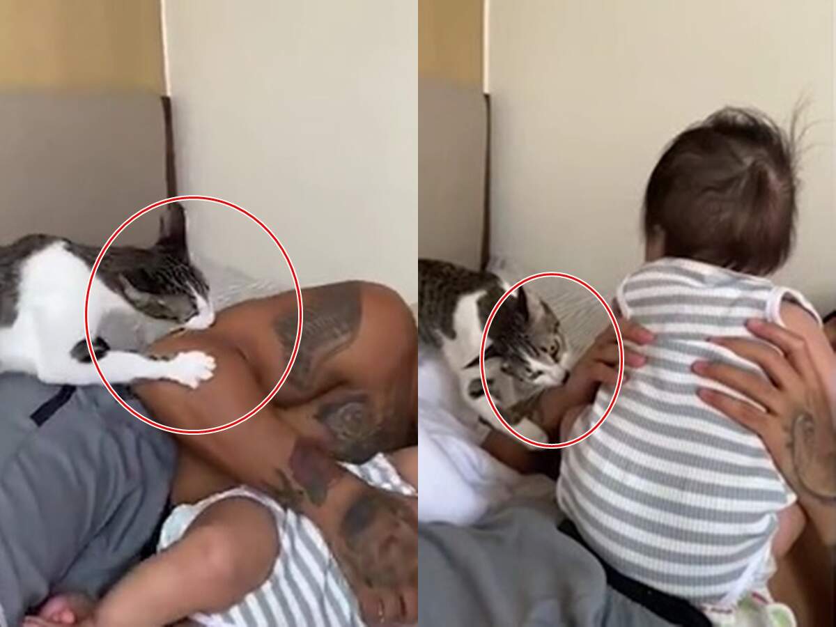 Cat bites her owner to rescue crying baby: बिल्ली ने रोती हुई बच्ची को  छुड़ाने के लिए अपने मालिक को काटा वीडियो वायरल