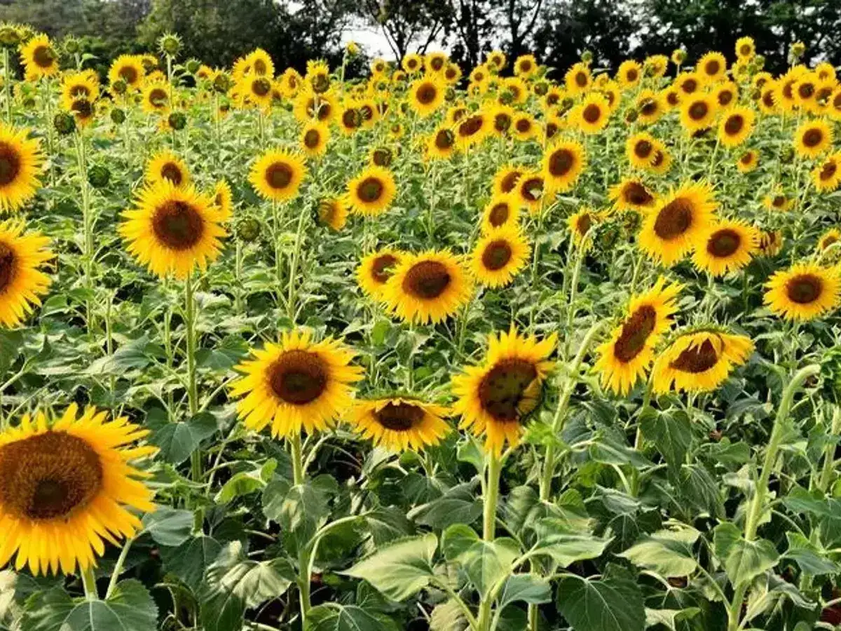 Sunflower Heliotropism,सूर्यफुलाचे सूर्यानुसरण sunflower heliotropism