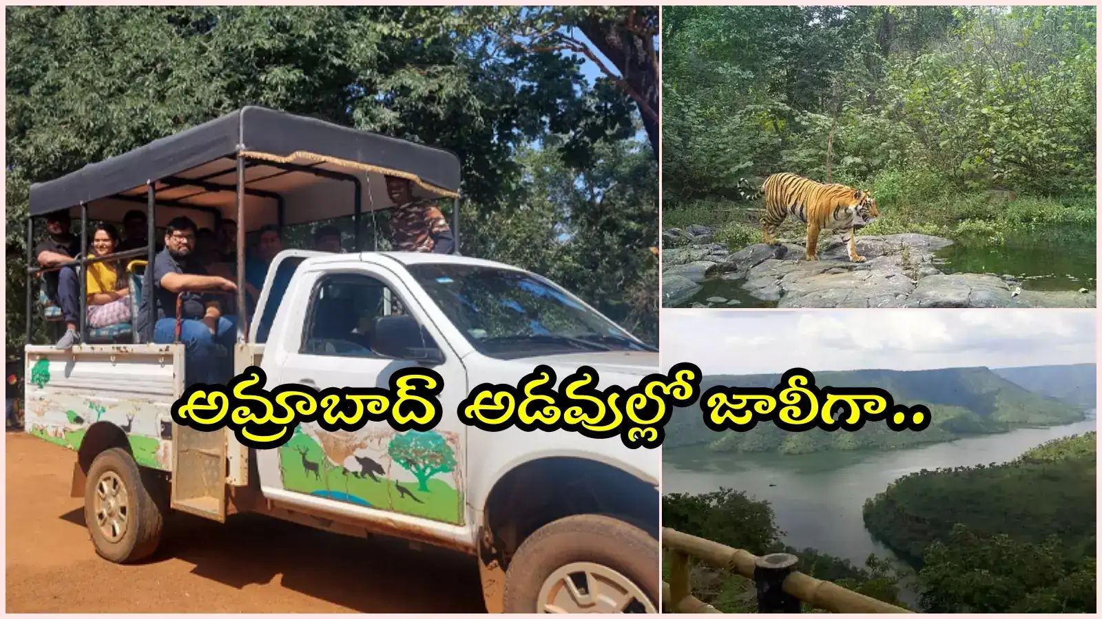 అమ్రాబాద్‌‌‌‌ టైగర్‌‌‌‌ రిజర్వ్‌‌‌‌ ఫారెస్ట్‌లో జంగిల్‌‌‌‌ సఫారీ.. ట్రెక్కింగ్‌‌‌‌కు ఛాన్స్‌‌‌‌, టూర్ ప్యాకేజీ వివరాలివే..