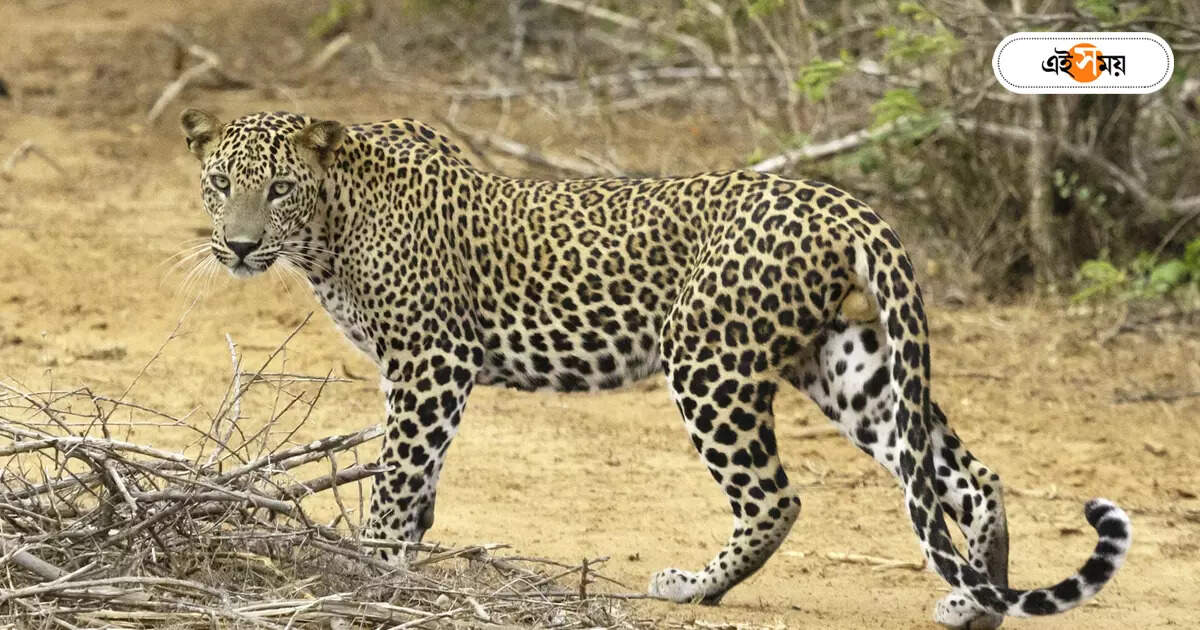 Leopard Attack : চলন্ত মোটর সাইকেলে ঝাঁপিয়ে পড়ল চিতাবাঘ – leopard jumped on a moving motorcycle in alipurduar