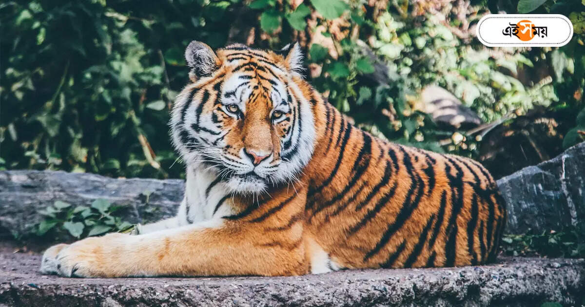 Sundarban Tour,গাড়ি চড়ে বাঘের দোরে, গোসাবায় পুজোর আগেই চালু রো রো সার্ভিস – vessel service is being launched in gosaba before durga puja