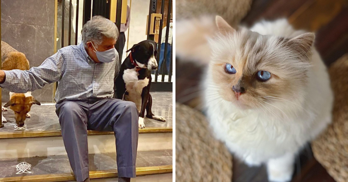 Pets in Millionaires' Wills: Ratan Tata's Dog and Karl Lagerfeld's Cat