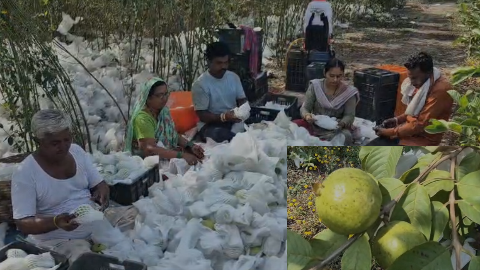 युट्युब वरून माहिती घेतली; पारंपरिक शेतीला ‘फाटा’ दिला, अन् पहिल्याच वर्षी झाले….