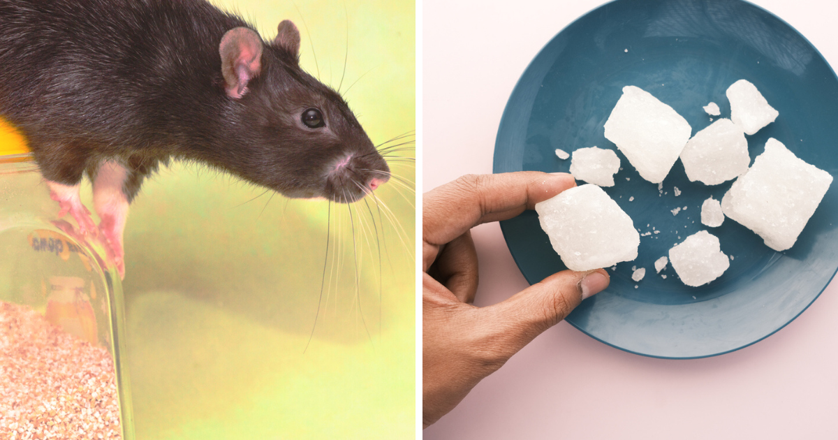 Home Remedies To Get Rid Of Rats,चूहों ने घर में मचा रखा है आतंक? हमेशा के  लिए छुटकारा पाना है, तो जहर नहीं ये 5 रामबाण उपाय आएंगे काम - 5 natural