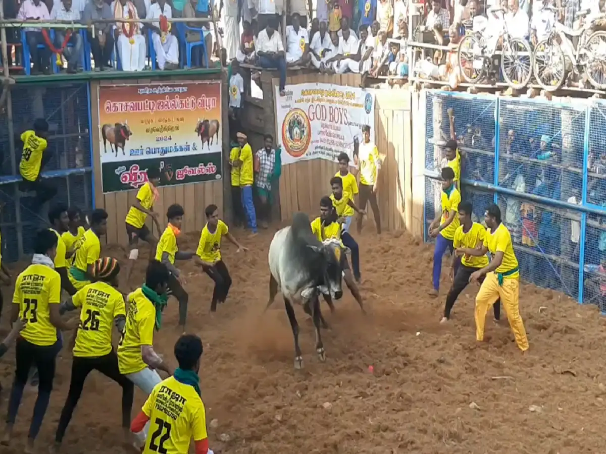 திண்டுக்கல்லில் புனித அந்தோணியார் திருவிழா...ஜல்லிக்கட்டு போட்டி; சீறிப்பாய்ந்த காளைகளுக்கு பரிசு! 