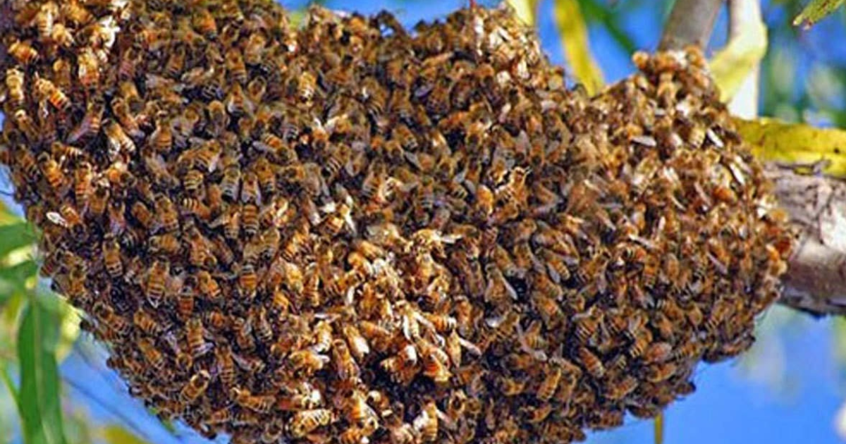 jungle news how honey bees prevent from predators wasp attack: शिकारियों के हमले से बचने को 'डांस' करती हैं मधुमक्खियां, वीडियो देखिए हैरान रह जाएंगे