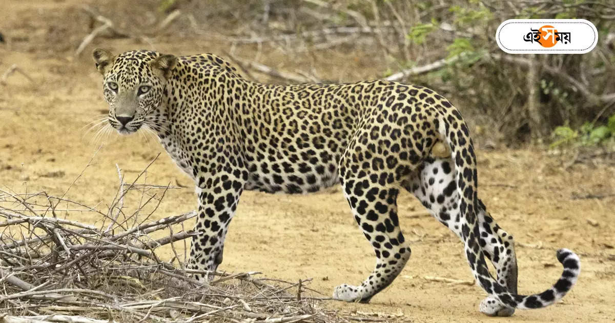 Leopard Attack : ডুয়ার্সে গলায় ফাঁস দিয়ে হত্যা চিতাবাঘকে – a leopard body found at dooars forest