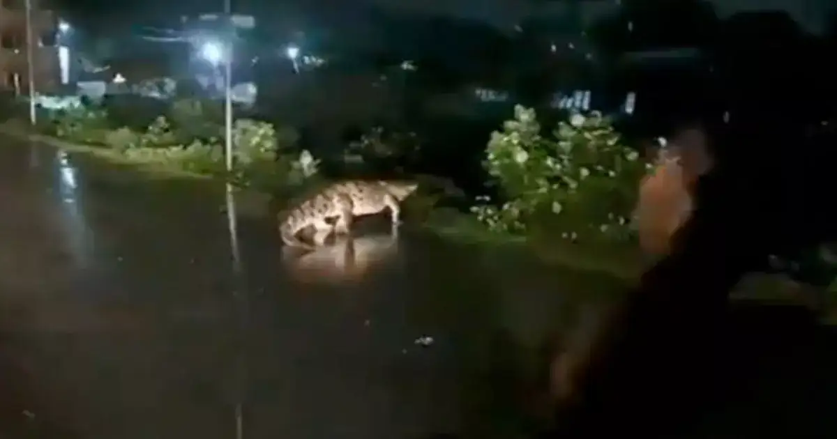 Chennai floods: சாலையில் தோன்றிய முதலை..என்ன காரணம் ? வெளியான விளக்கம்..! 