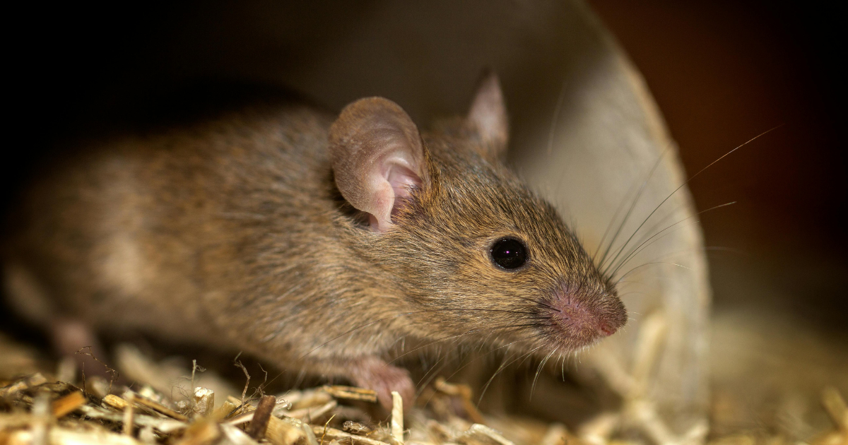 These 5 remedies provide relief from the terror of rats, using even one of these stops them from coming into the house