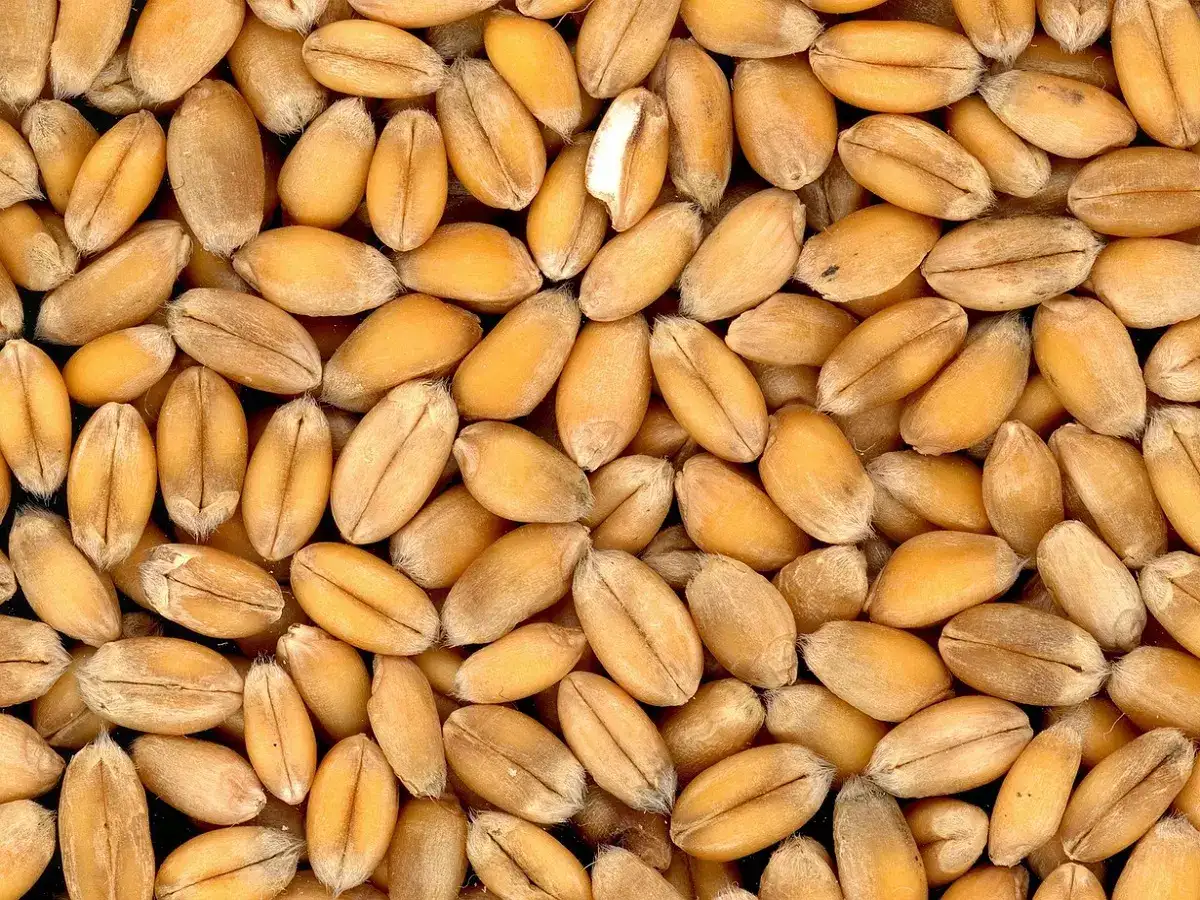 உங்க கிட்ட எவ்வளவு கோதுமை இருக்கு? ரிப்போர்ட் கொடுக்க அரசு உத்தரவு! 