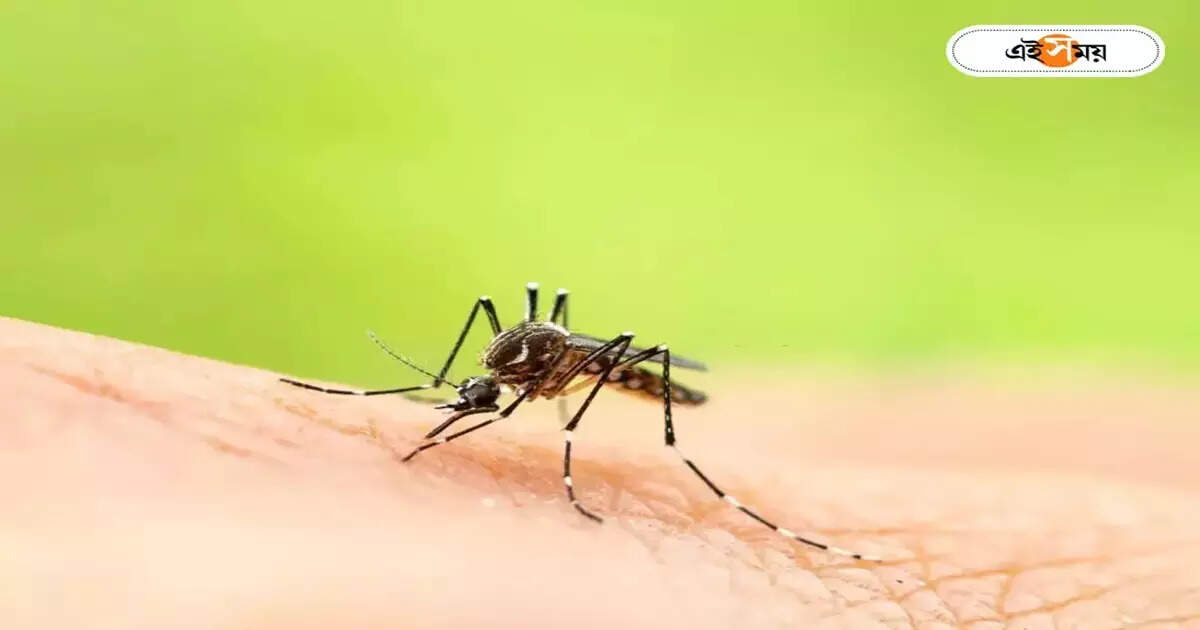 Dengue Fever : সংক্রমণের সঙ্গে পাল্লা দিয়ে বাড়ছে মৃতের সংখ্যা, ফের রাজ্যে ডেঙ্গির বলি ১ – nadia boy died in nrs hospital suffering from dengue