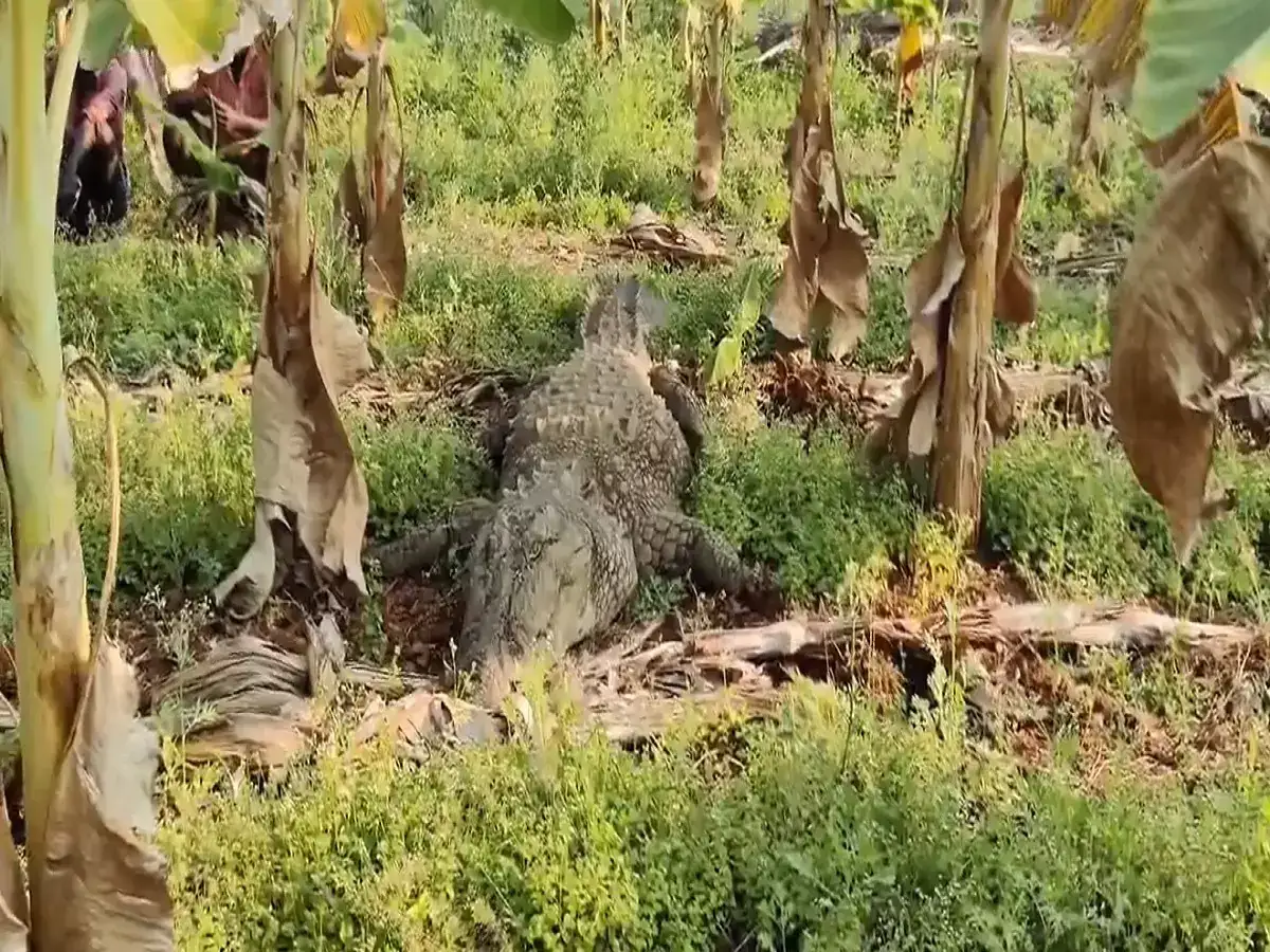 கோவையில் என்ன இது கறுப்பா பயங்கரமா.. வாழைத்தோப்பில் திக் திக்.. சர்ர்ரென இறங்கிய ஃபோர்ஸ்! 