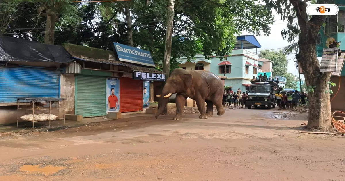 Ramlal Elephant,জঙ্গল ছেড়ে ছুটির দিনে শহরে ‘রামলাল’, দেখুন ভিডিয়ো – elephant ramlal enter in jhargram city