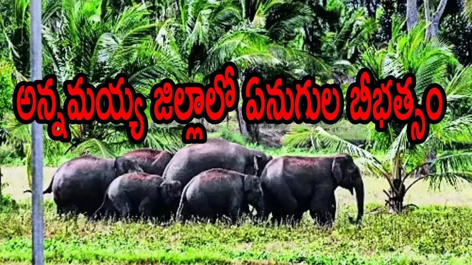 అన్నమయ్య జిల్లాలో విషాదం.. ఐదుగురు భక్తుల్ని తొక్కి చంపిన ఏనుగులు, ఆలయానికి వెళుతుండగా!