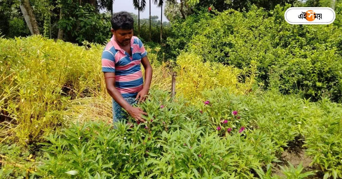 Flower Cultivation : মহার্ঘ্য ফুল, বাড়তে পারে আরও দাম! আশঙ্কার সুর চাষিদের গলায় – flower price may hike due to low yielding for hot weather says howrah farmers