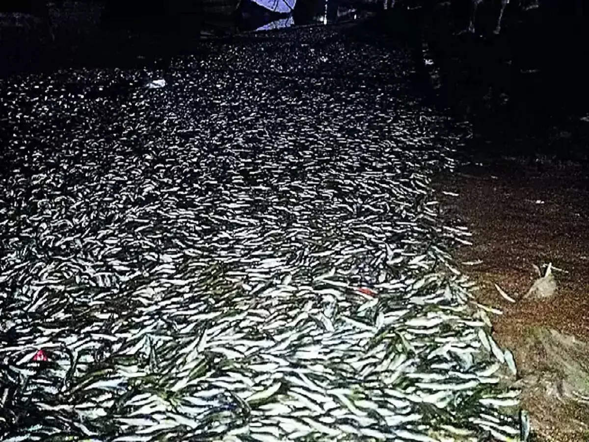 Palghar Fish: नवापूर दांडी खाडीत मृत माशांचा खच, मच्छिमारांकडून कारखान्यांवर कारवाईची मागणी